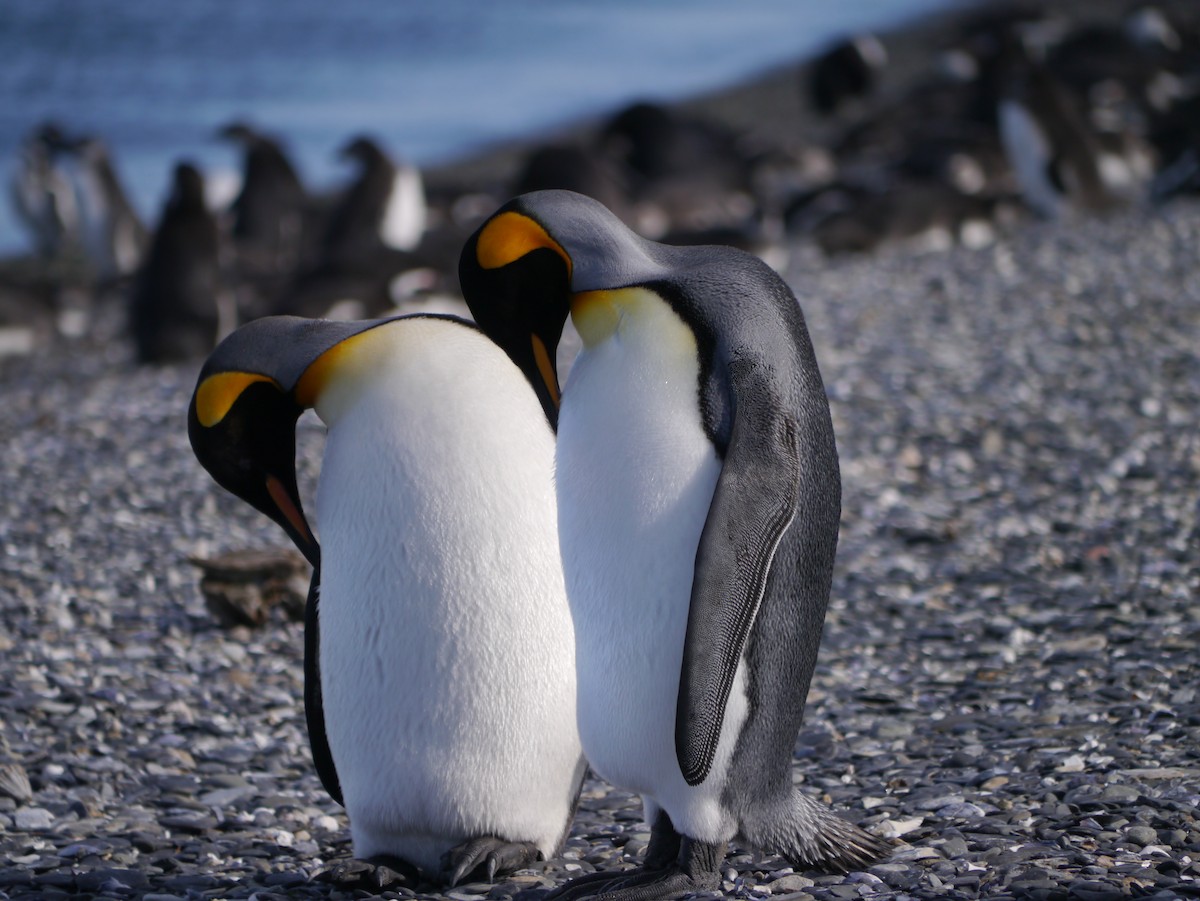 tučňák patagonský - ML615785904