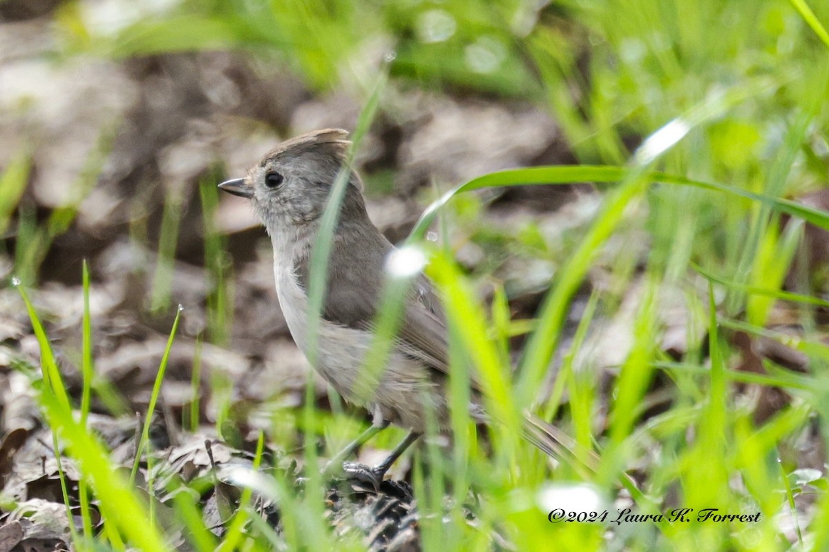 Oak Titmouse - ML615785913