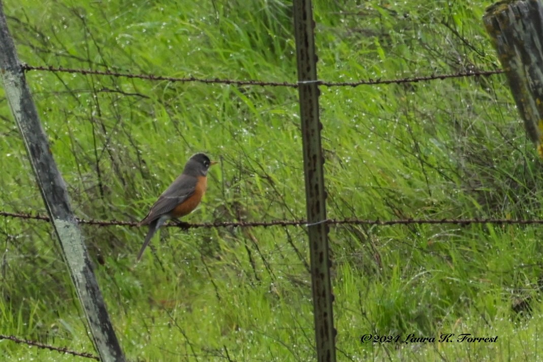 American Robin - ML615785933