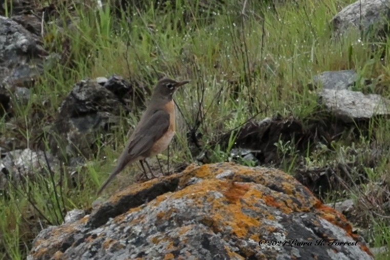 American Robin - ML615785934