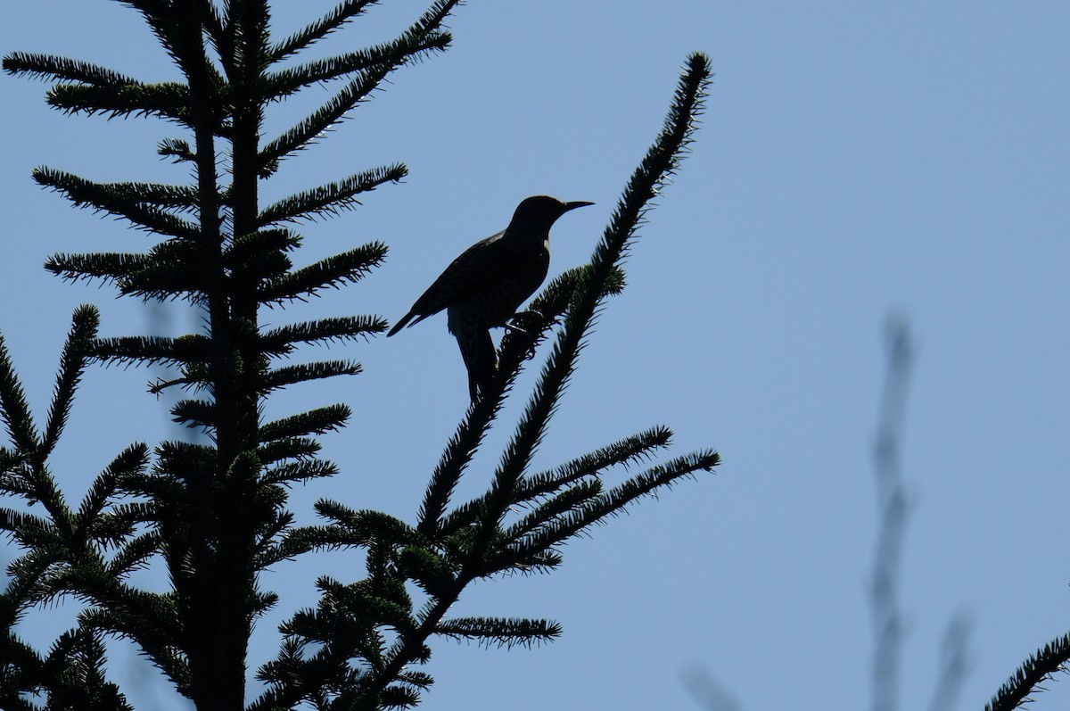 Northern Flicker - ML615785935