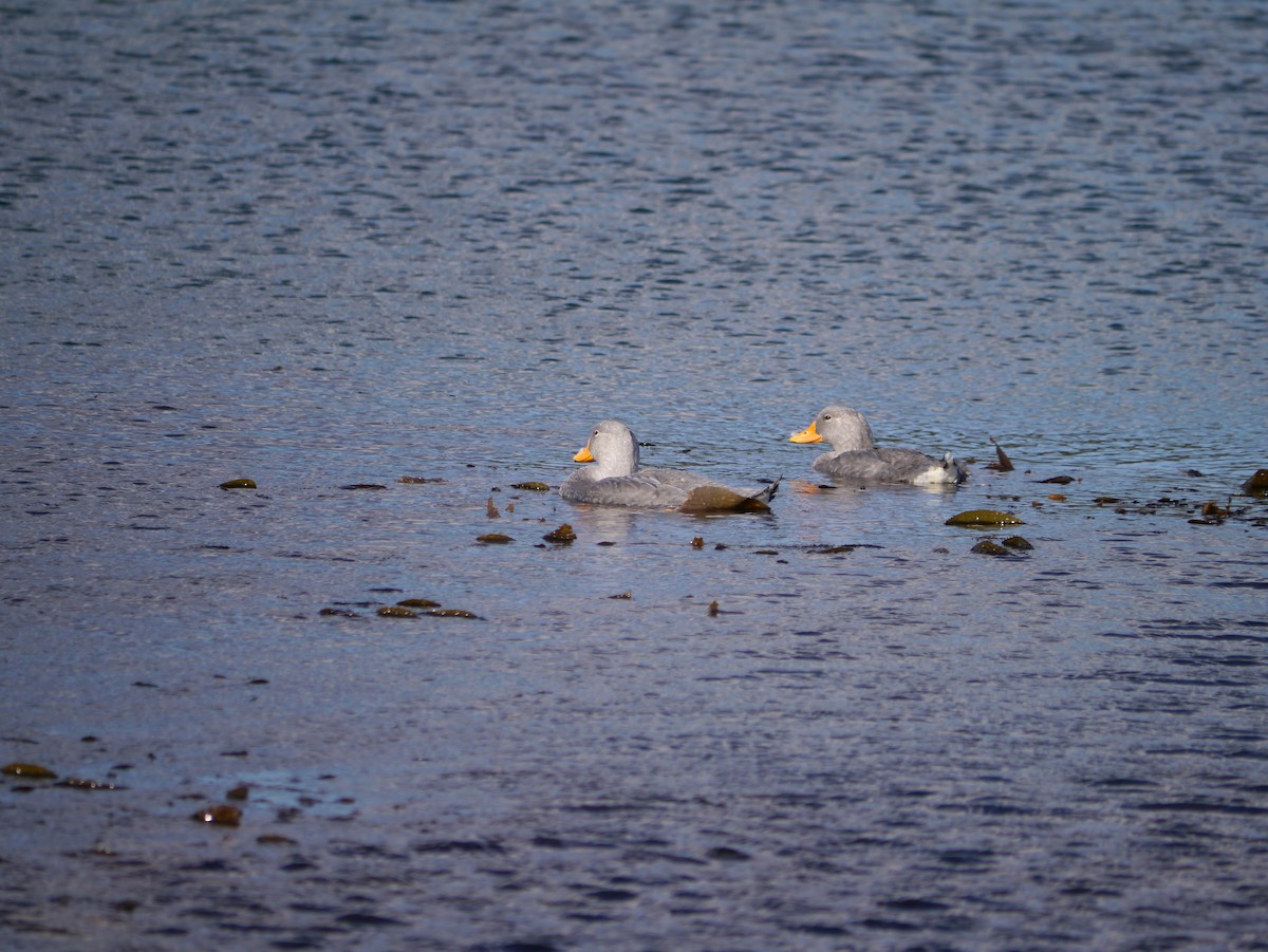 Flightless Steamer-Duck - ML615785956