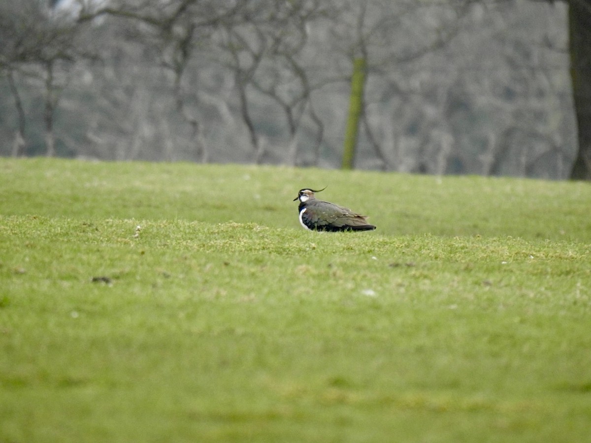 Northern Lapwing - ML615785978