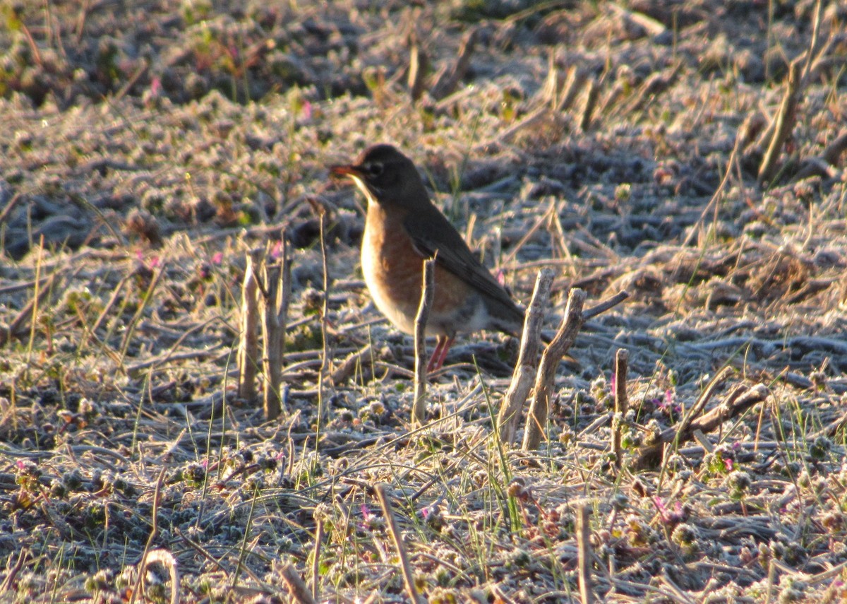 American Robin - Loren Hintz