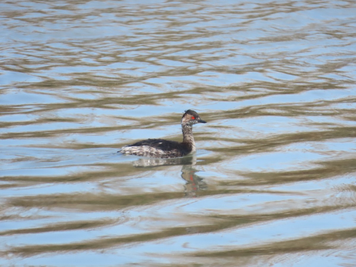 Eared Grebe - ML615786006