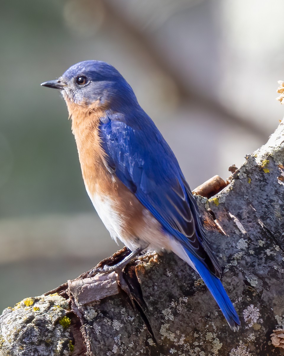 Eastern Bluebird - ML615786021