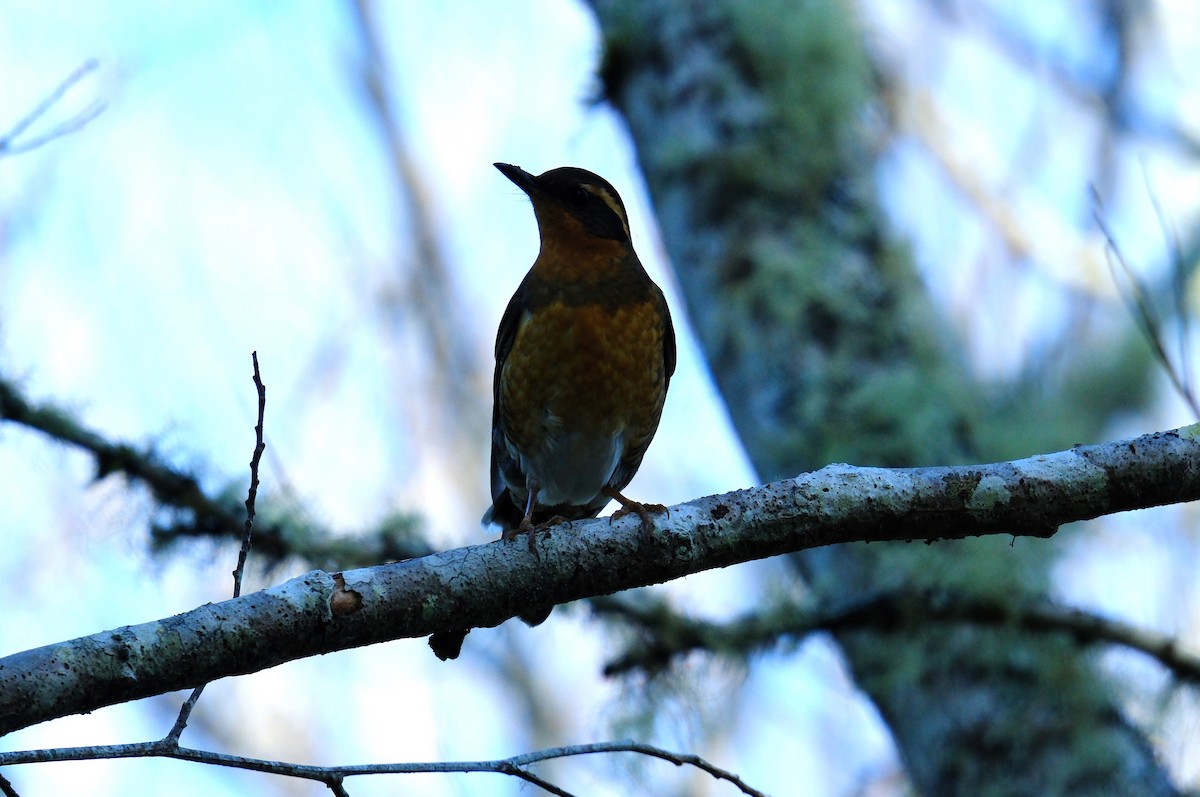 Varied Thrush - ML615786054
