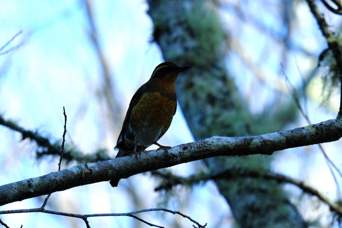 Varied Thrush - ML615786055