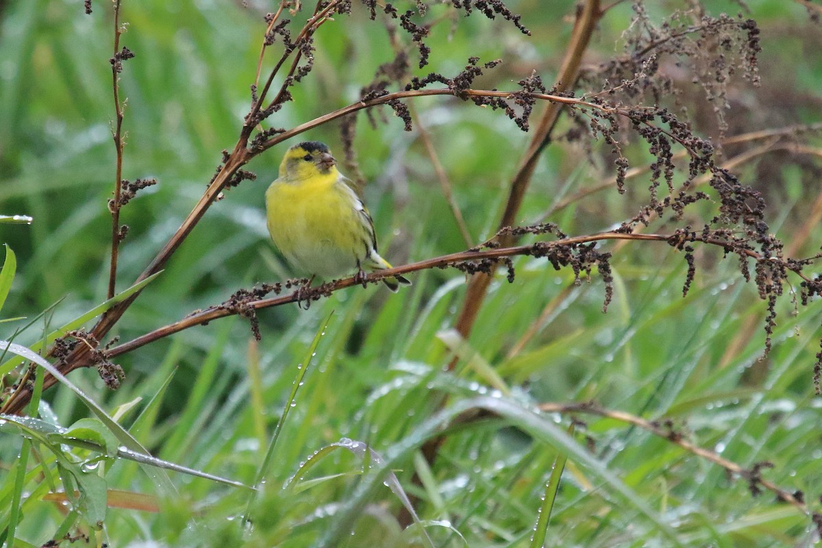 Eurasian Siskin - ML615786069