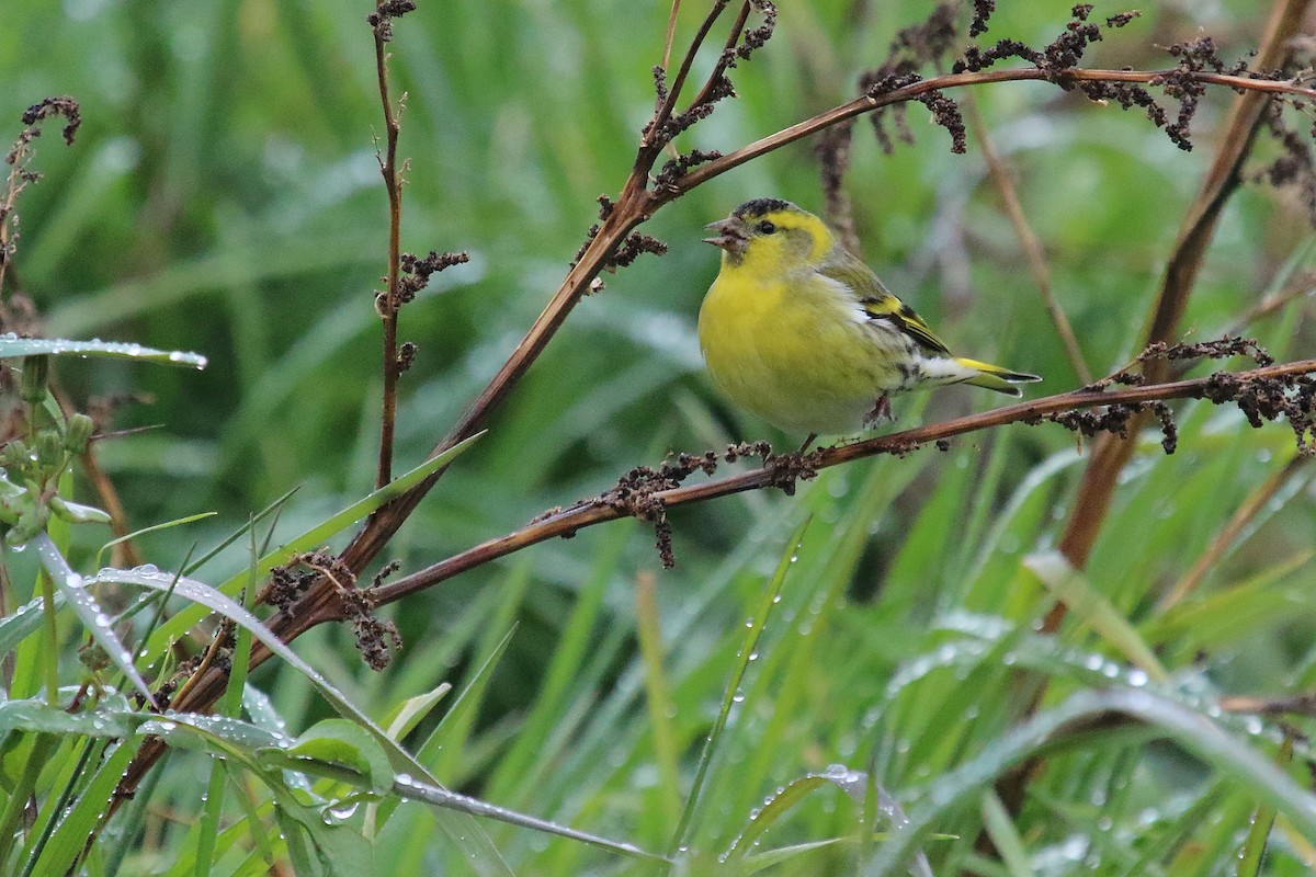 Eurasian Siskin - ML615786070