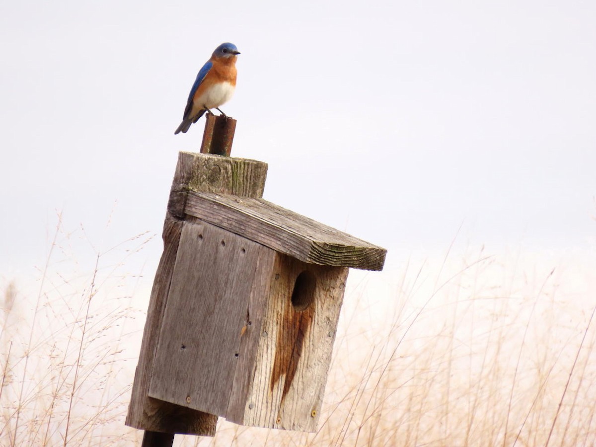 Eastern Bluebird - ML615786081