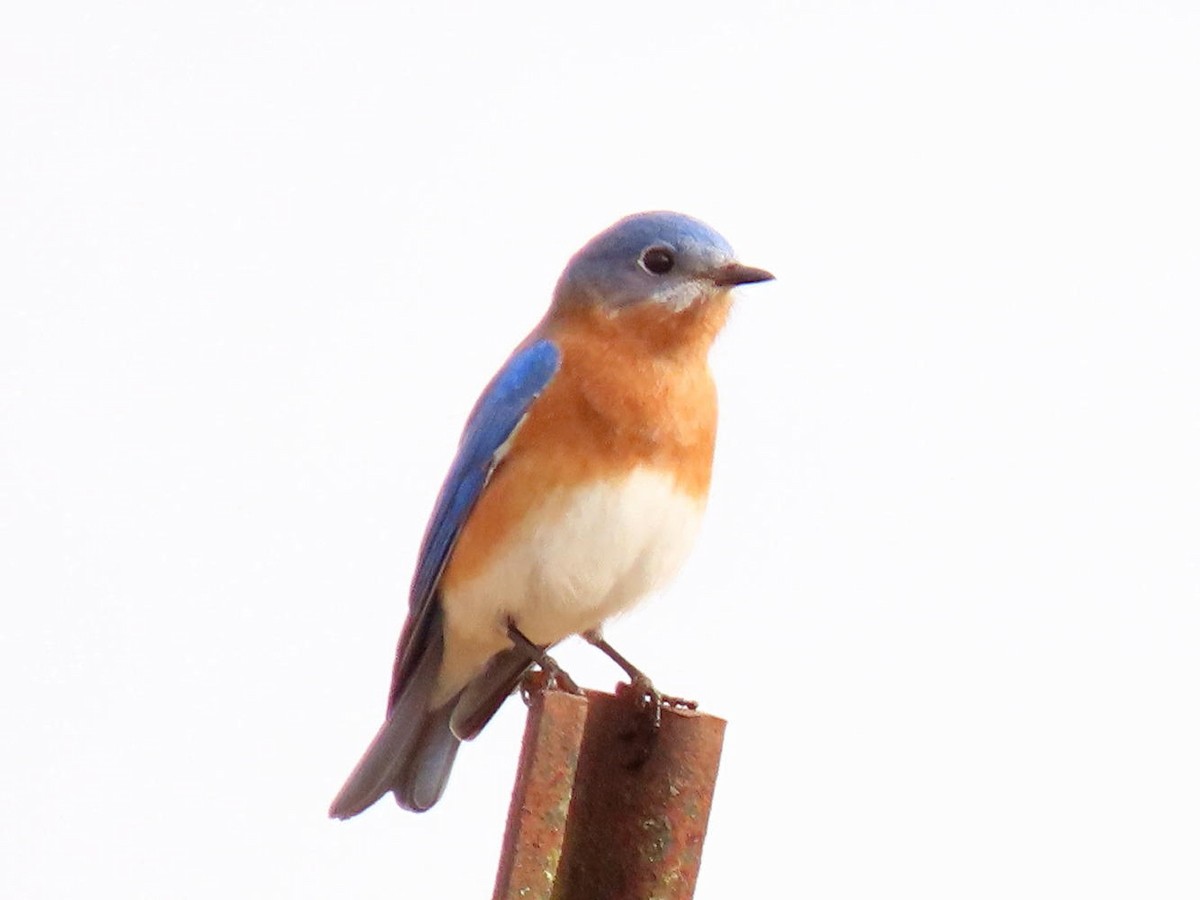 Eastern Bluebird - ML615786083