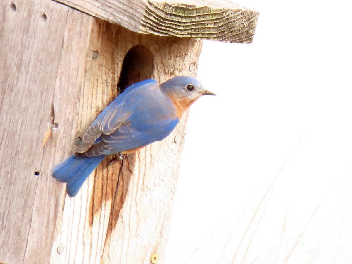Eastern Bluebird - ML615786084