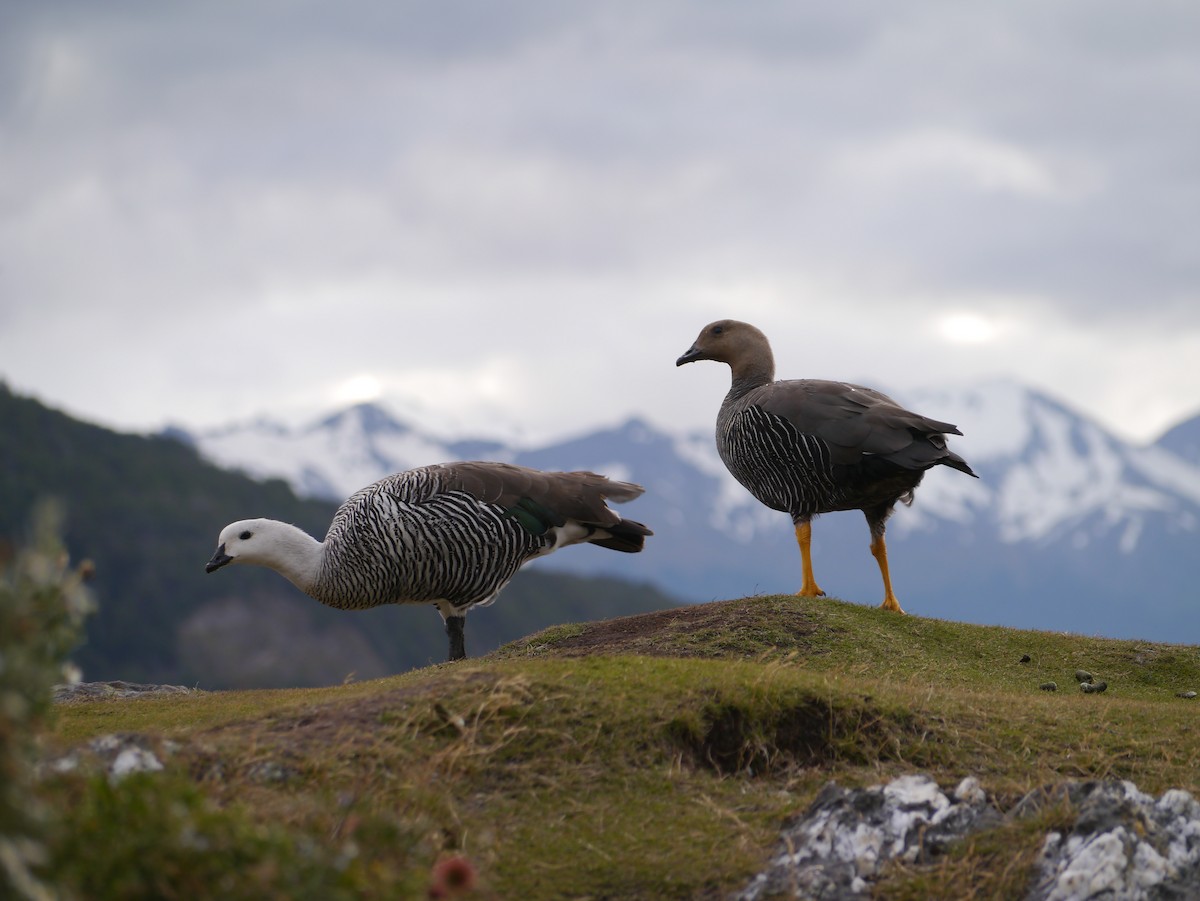 Upland Goose (Bar-breasted) - ML615786093