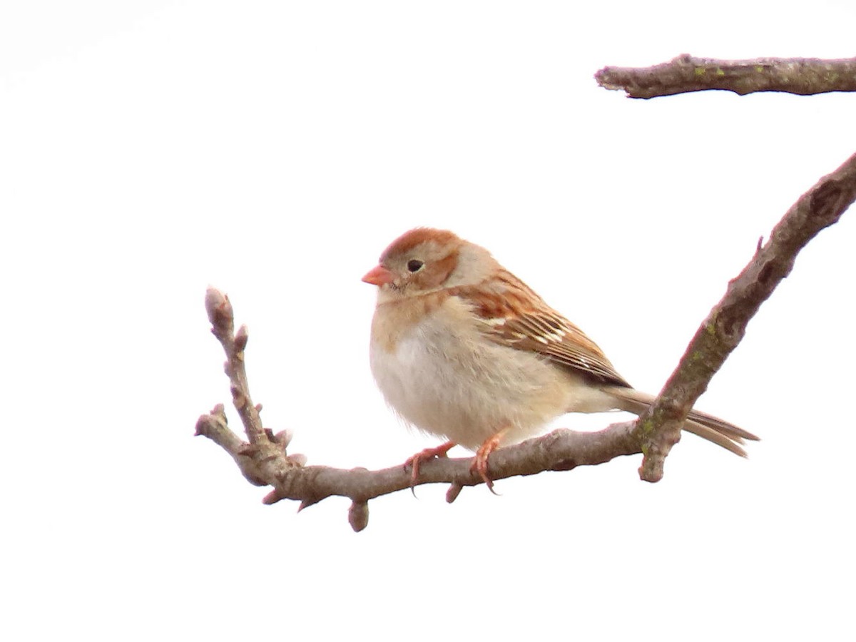 Field Sparrow - ML615786156