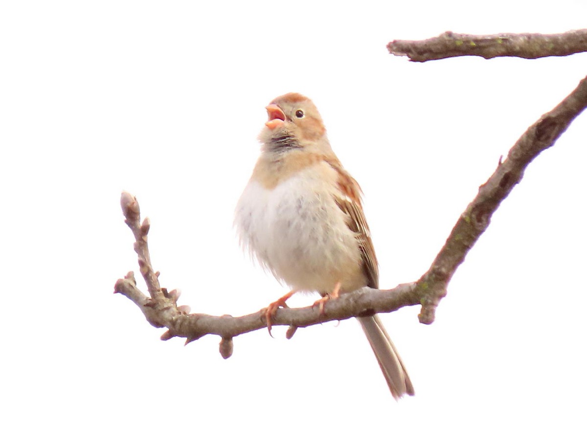 Field Sparrow - ML615786157