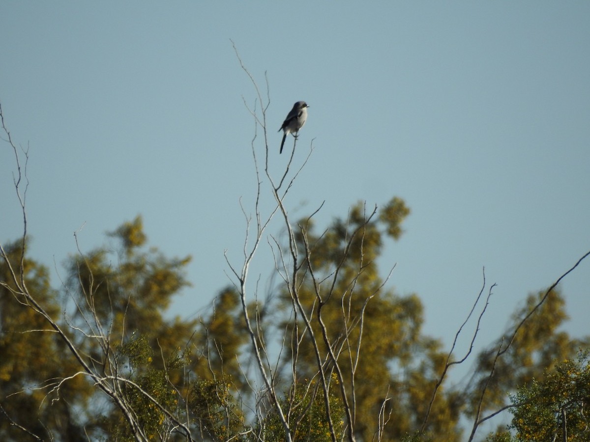 Loggerhead Shrike - ML615786165