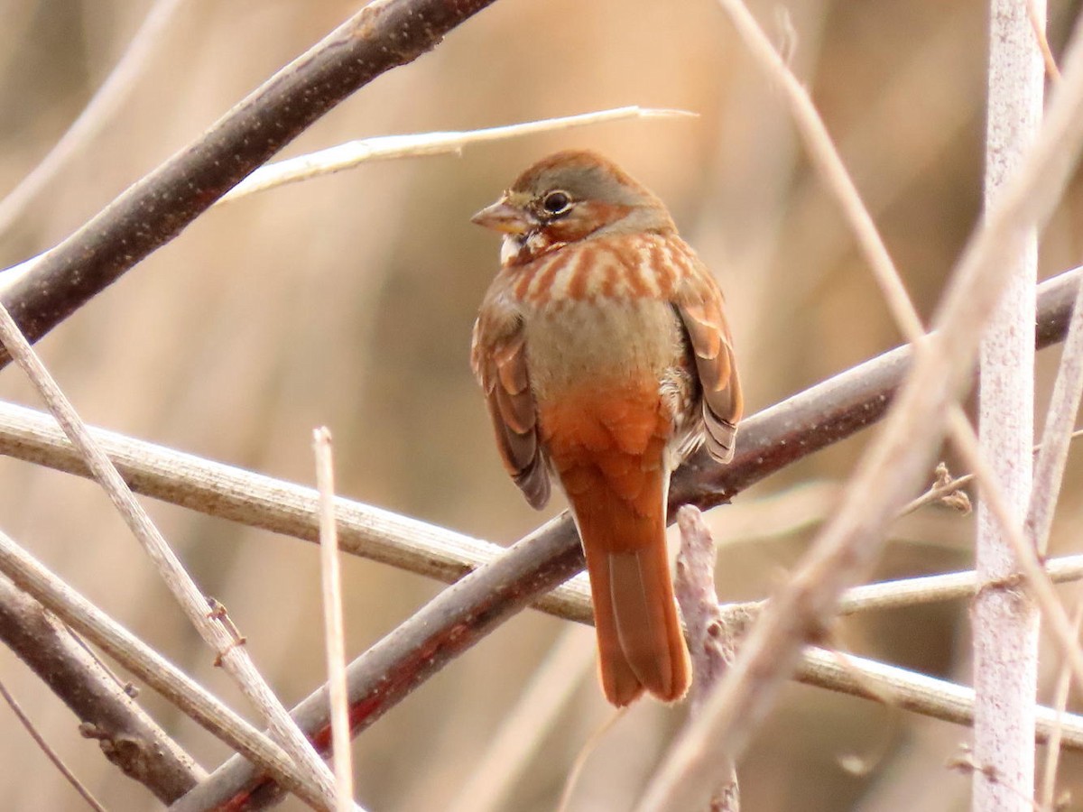 Fox Sparrow - ML615786196