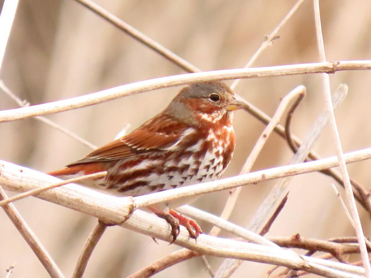 Fox Sparrow - ML615786197