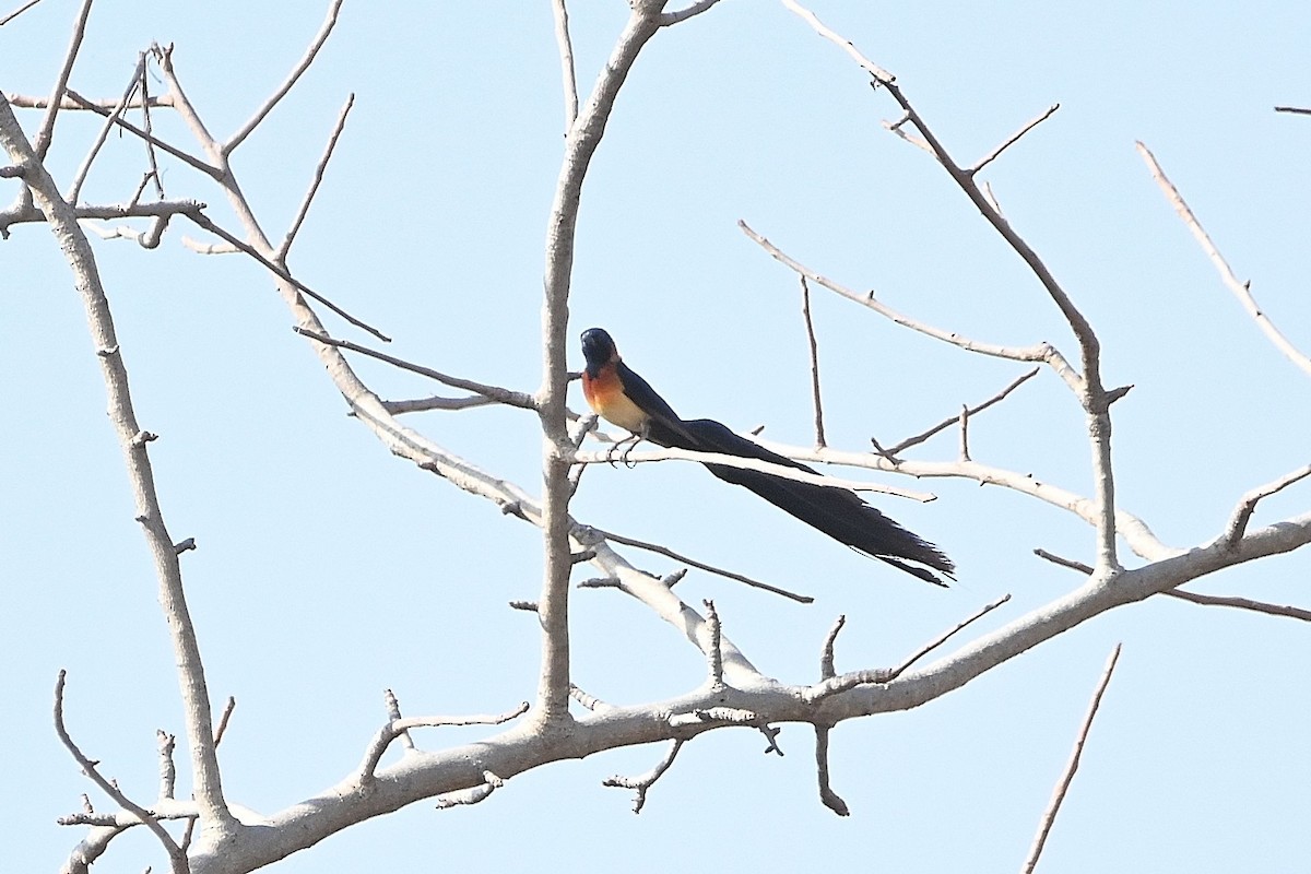 Exclamatory Paradise-Whydah - ML615786216