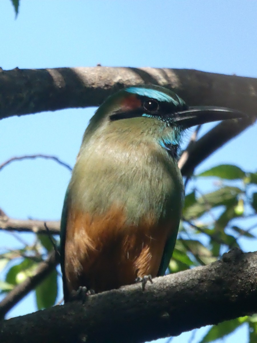 Turquoise-browed Motmot - ML615786227