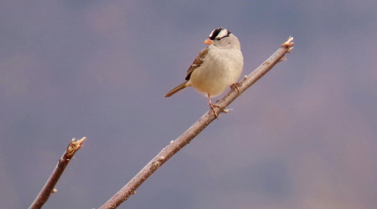 White-crowned Sparrow - ML615786241