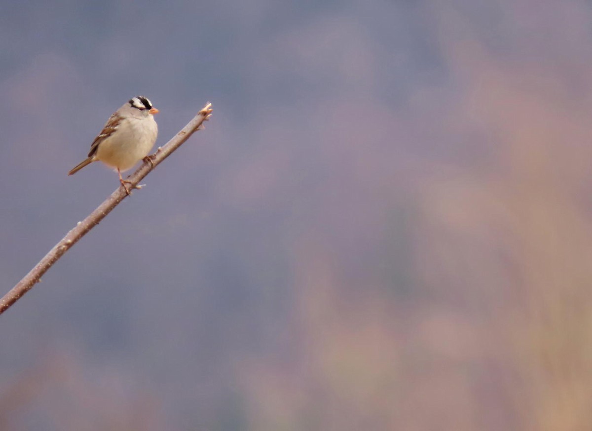 White-crowned Sparrow - ML615786242