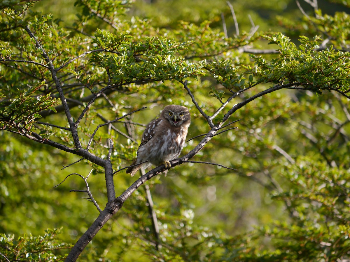 Austral Pygmy-Owl - Bobby Wilcox