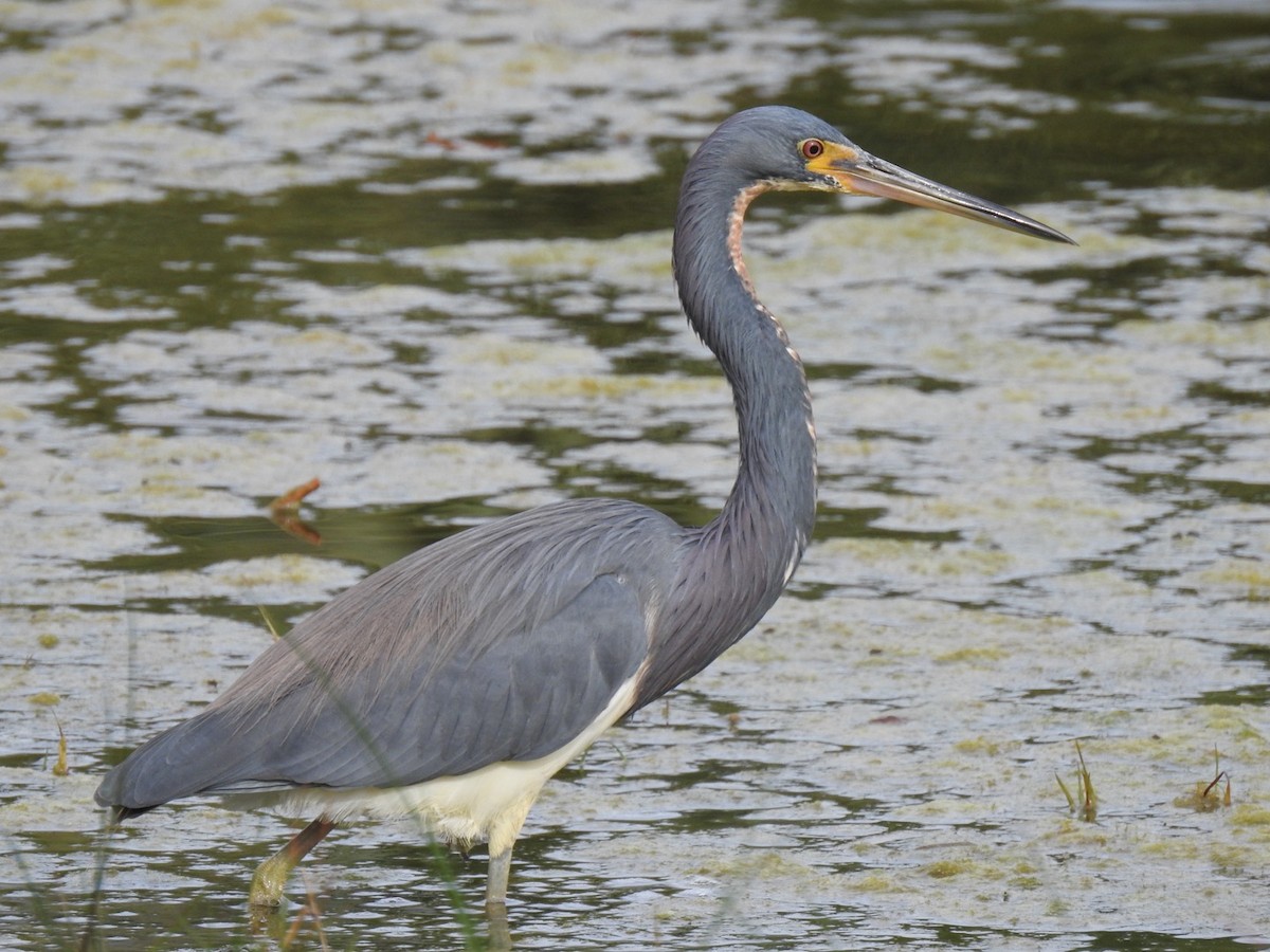 Tricolored Heron - ML615786260