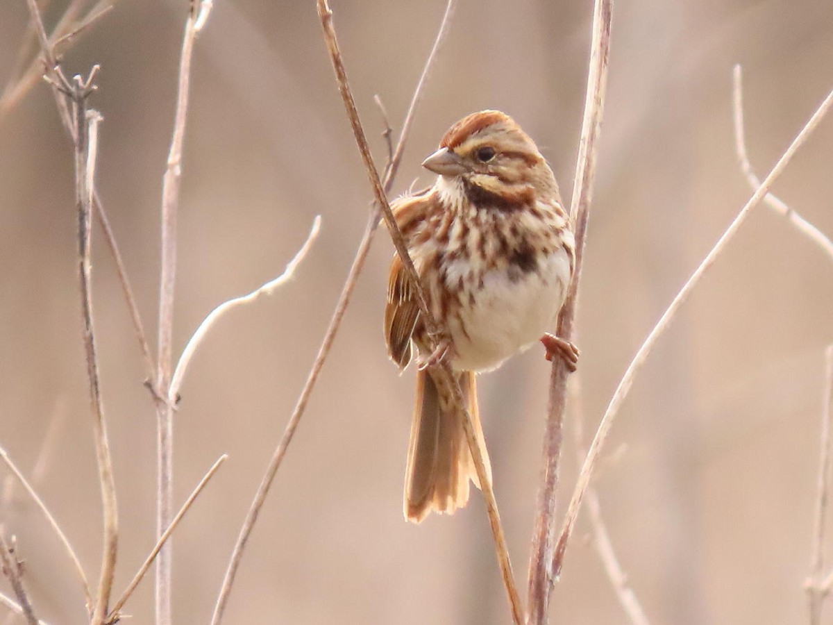 Song Sparrow - ML615786268