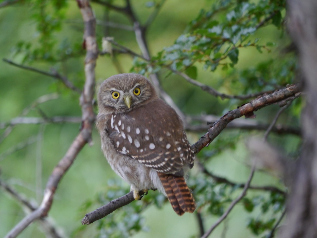 Austral Pygmy-Owl - Bobby Wilcox