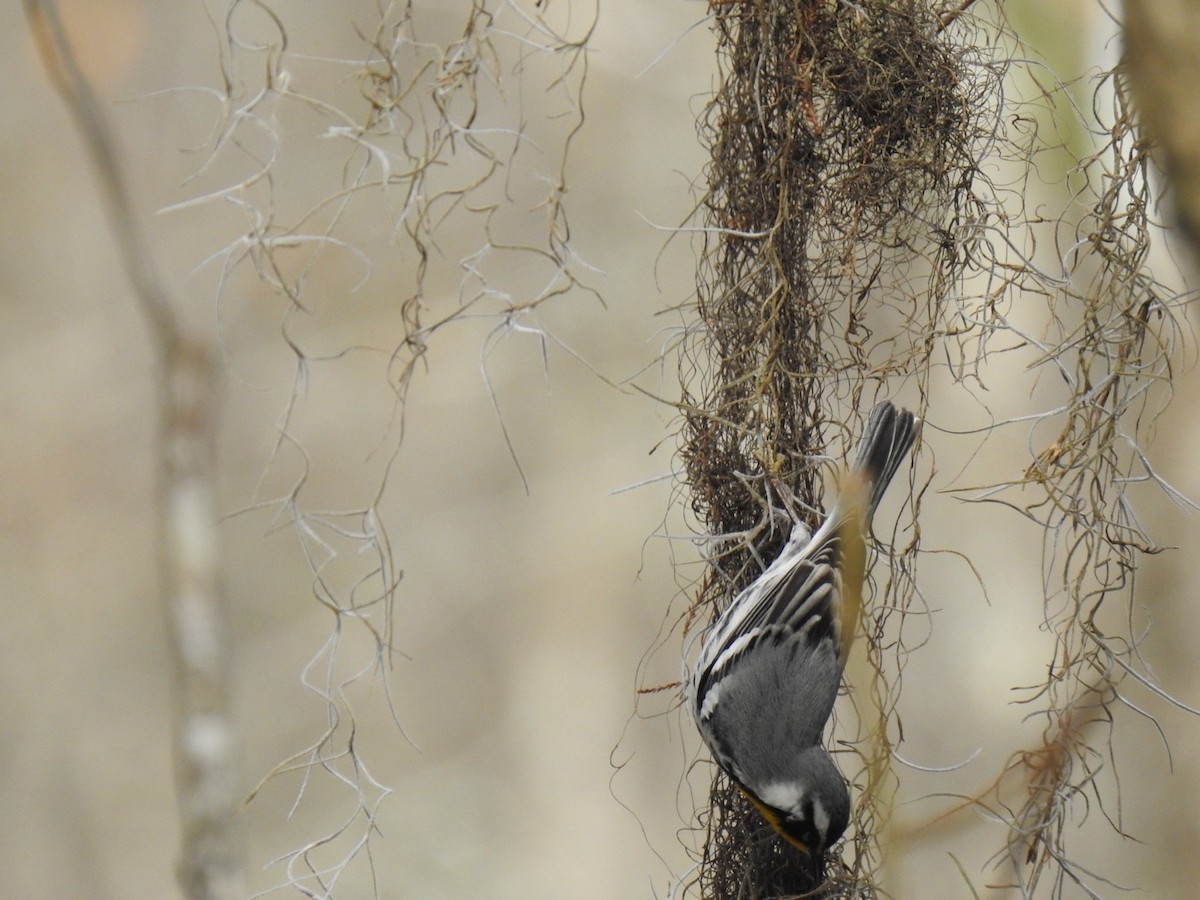 Yellow-throated Warbler - ML615786299