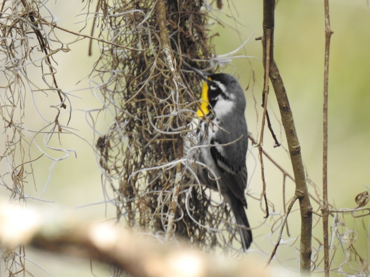 Yellow-throated Warbler - ML615786300