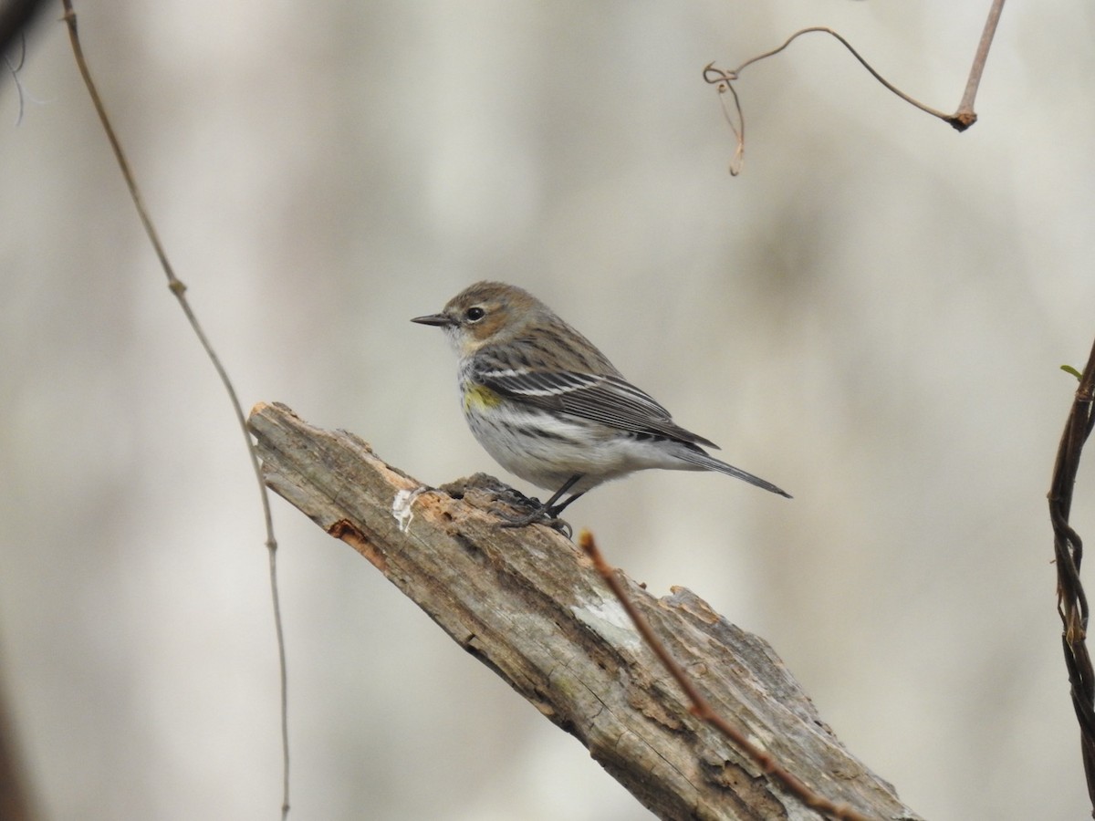 Yellow-rumped Warbler - ML615786305