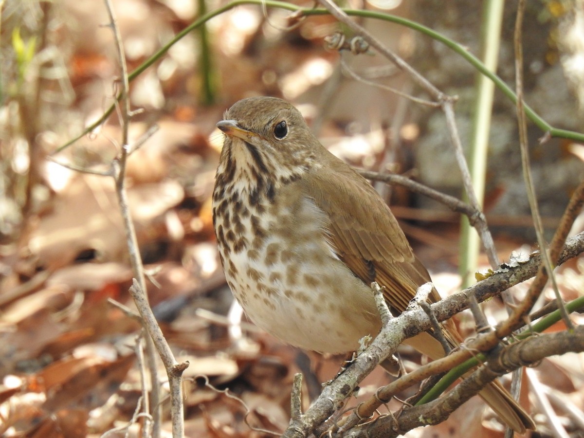 Hermit Thrush - ML615786333