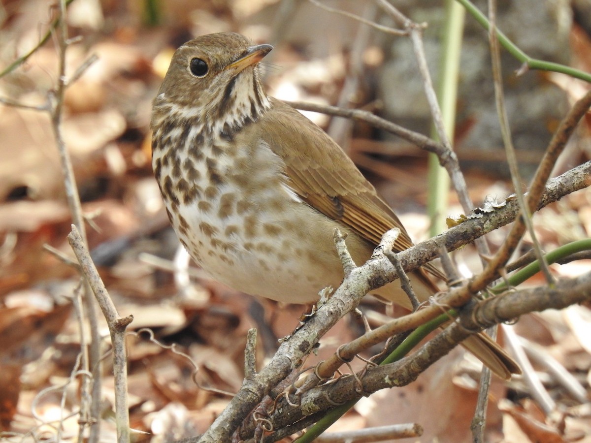 Hermit Thrush - ML615786334