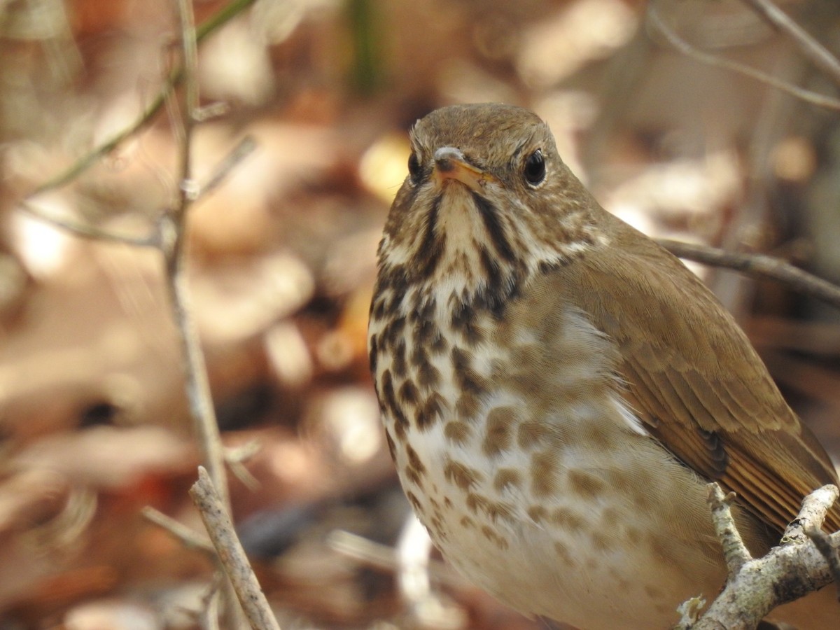 Hermit Thrush - ML615786335