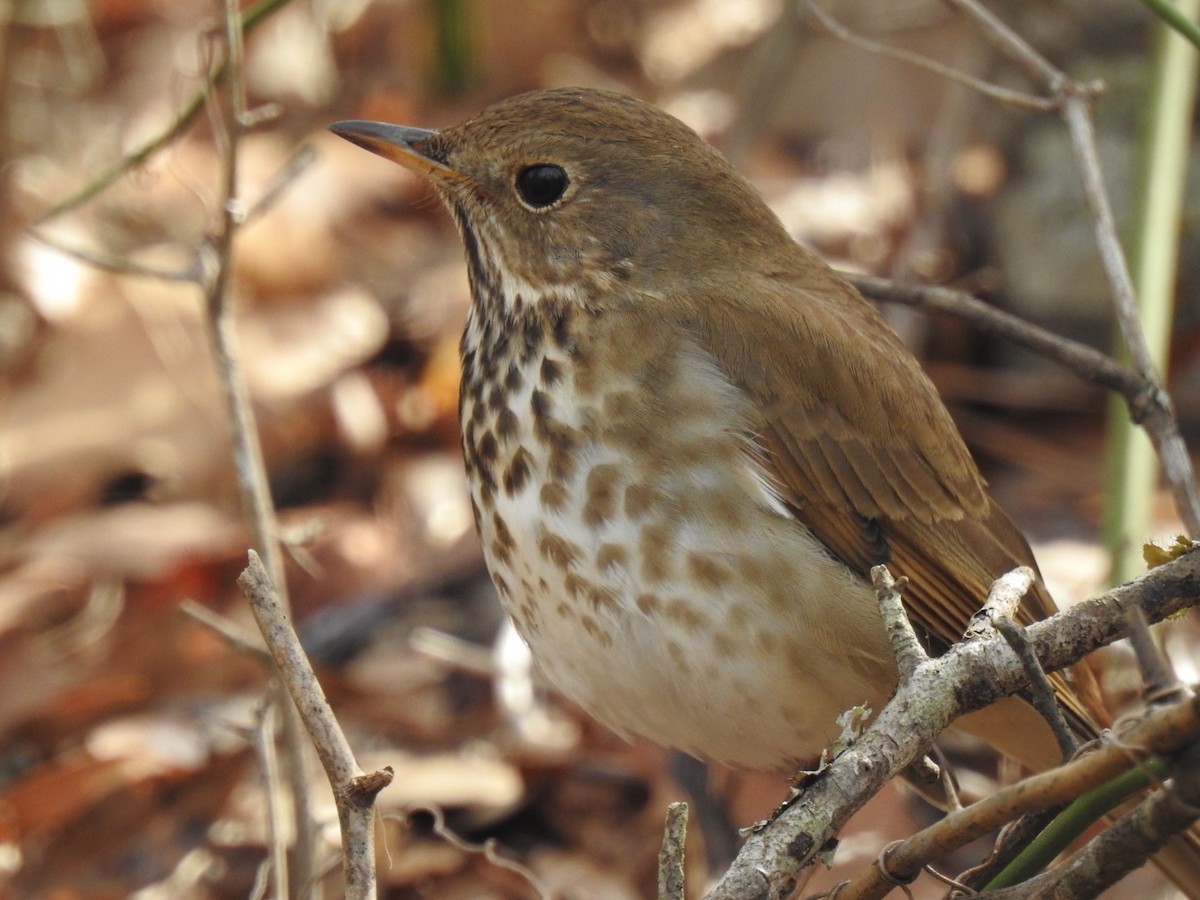 Hermit Thrush - ML615786336