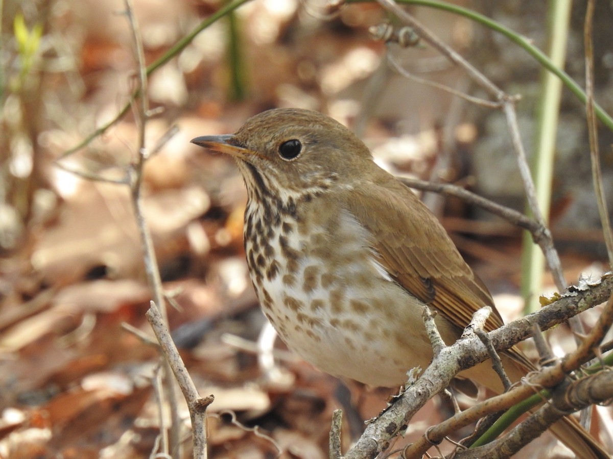 Hermit Thrush - ML615786338