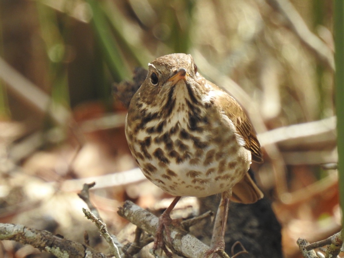 Hermit Thrush - ML615786339