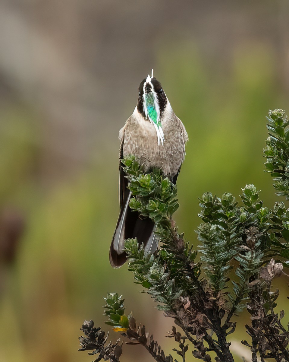 Green-bearded Helmetcrest - Eric Ripma