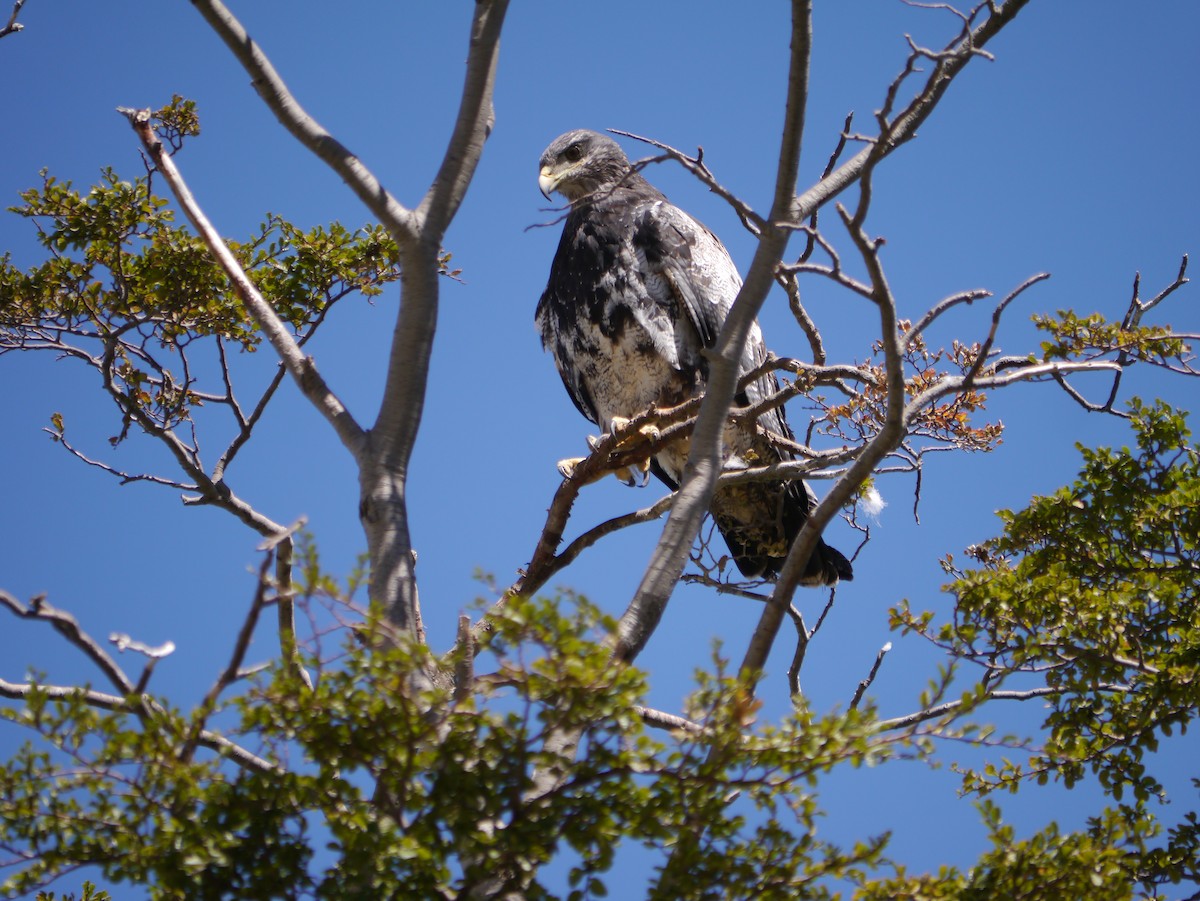 Black-chested Buzzard-Eagle - ML615786363