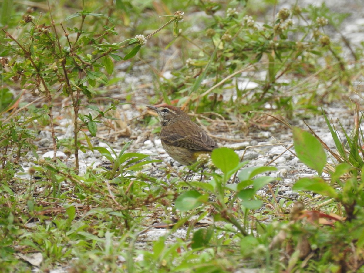 Paruline à couronne rousse - ML615786364