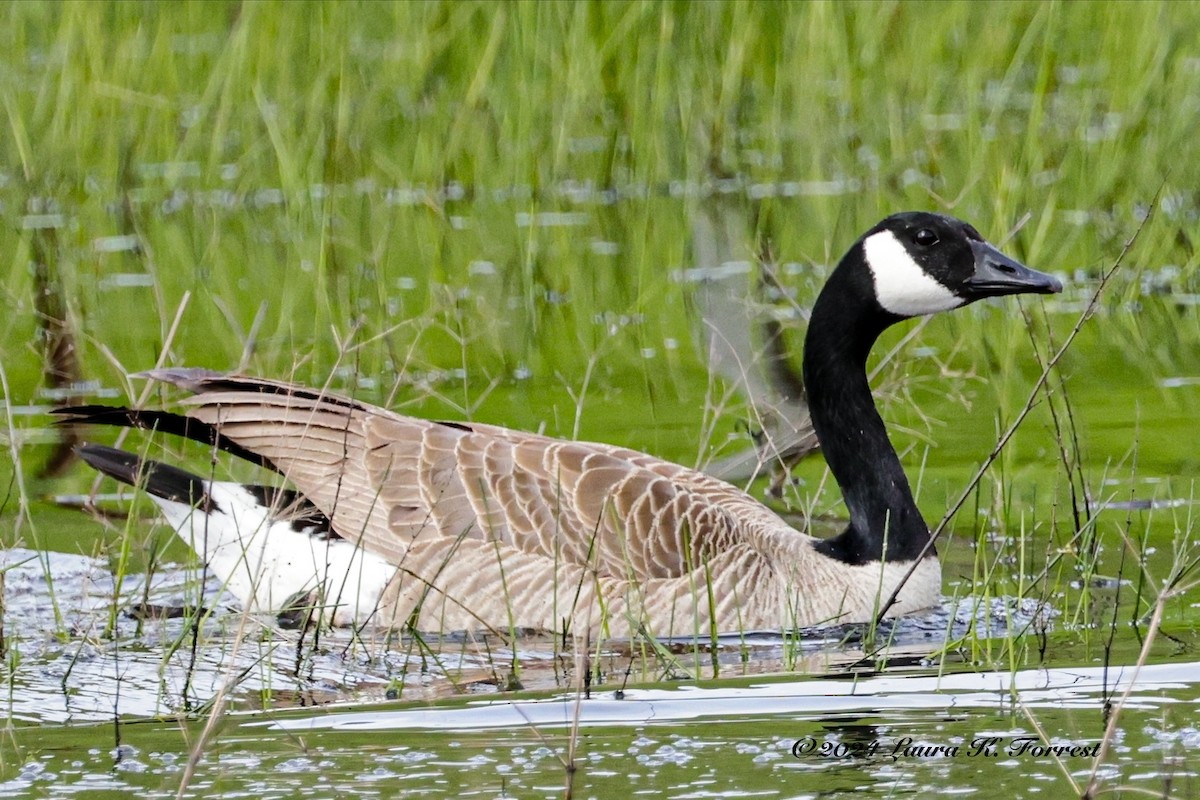 berneška velká (ssp. moffitti/maxima) - ML615786382