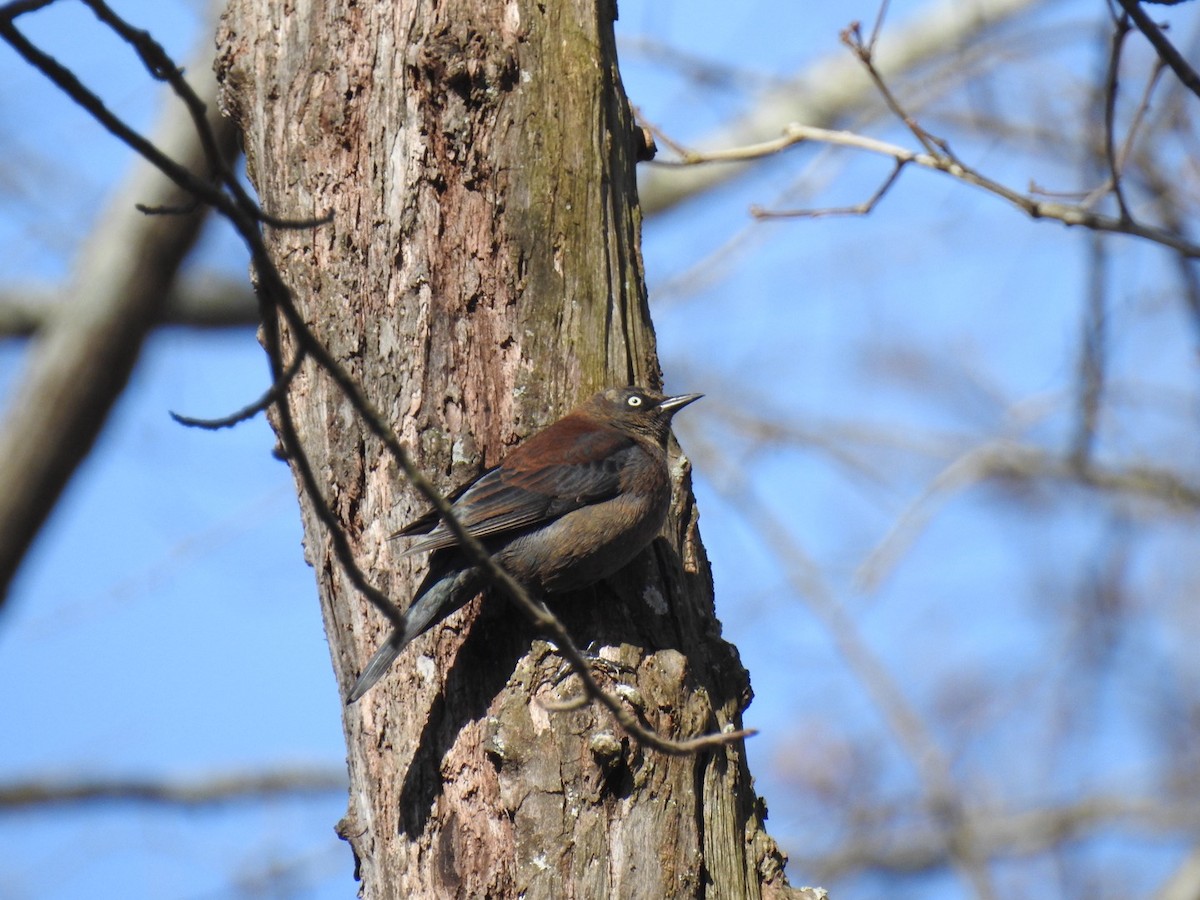 Rusty Blackbird - ML615786395