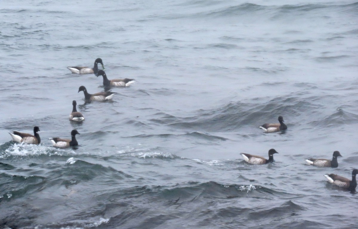 ringgås - ML615786456