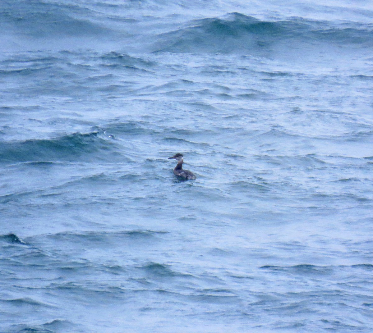 gråstrupedykker - ML615786458