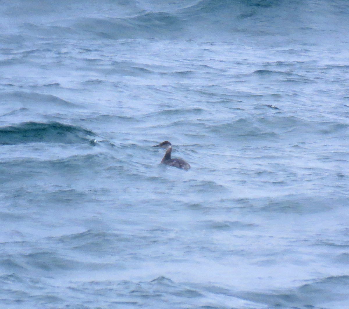 gråstrupedykker - ML615786461