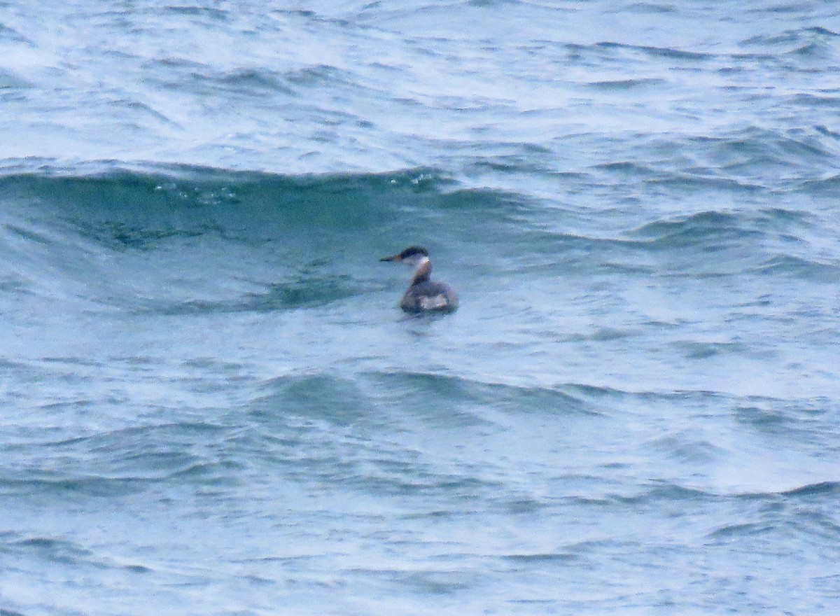 gråstrupedykker - ML615786464