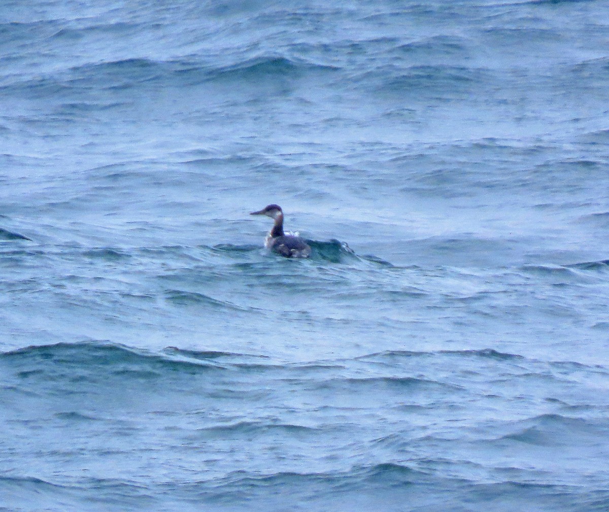 gråstrupedykker - ML615786466